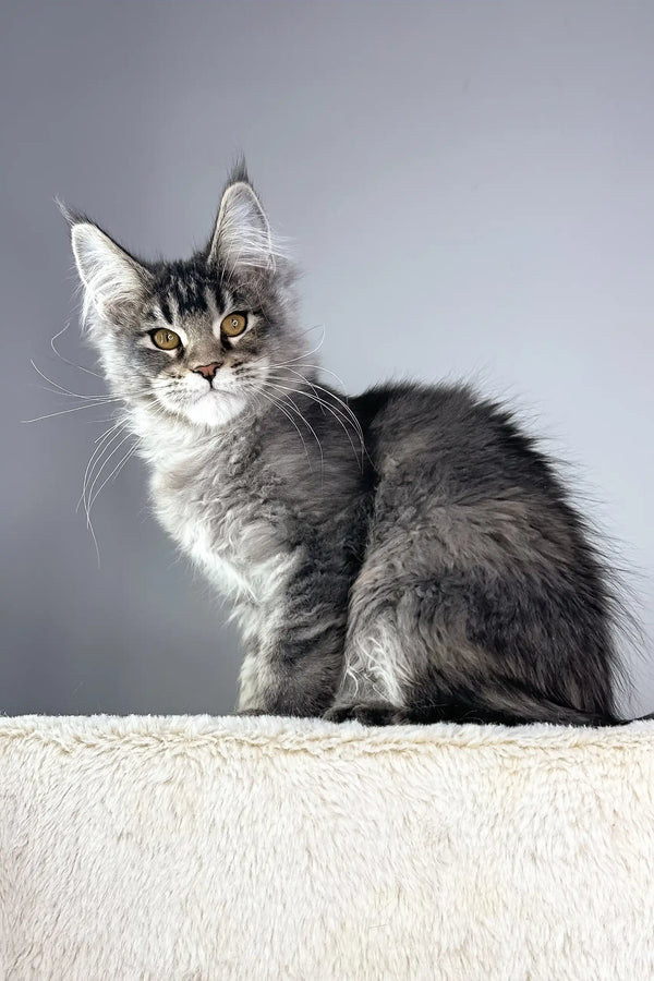 Adorable Gray Maine Coon kitten named Trinity looking playful and cute