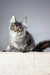 Gray Maine Coon cat named Trinity in a cute kitten pose looking adorable and playful