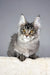 Gray tabby Maine Coon kitten named Trinity, looking adorable and playful