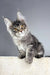 Charming Gray Tabby Maine Coon Kitten from Trinity Maine Coon Kitten collection