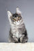 Cute Gray Tabby Maine Coon Kitten named Trinity in a playful pose