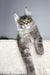 Gray tabby Maine Coon cat named Trinity in a cozy setting, looking adorable and fluffy