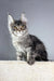 Gray tabby Maine Coon kitten in Trinity product, adorable and playful companion