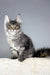 Gray tabby Maine Coon kitten Trinity looking adorable and playful