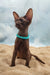 Trinity | oriental shorthair kitten