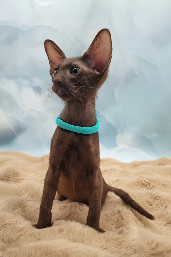 Trinity | oriental shorthair kitten
