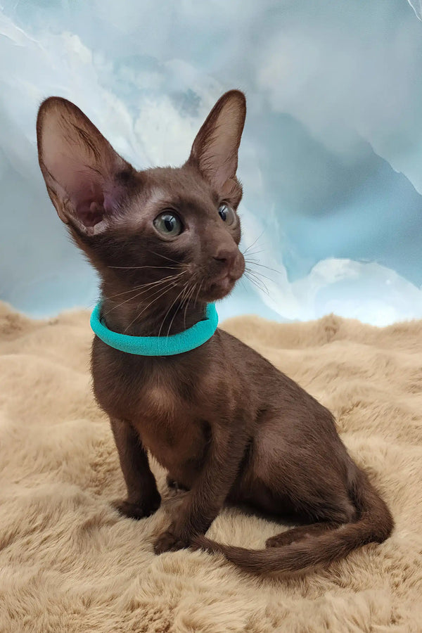 Trinity | oriental shorthair kitten