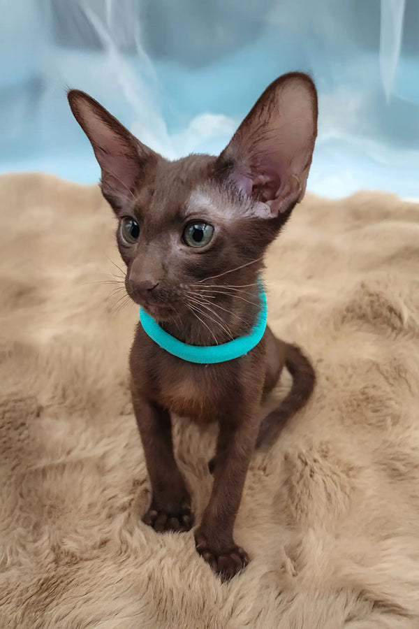 Trinity | oriental shorthair kitten