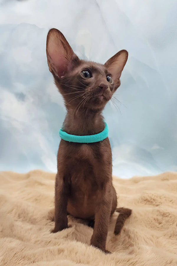 Trinity | oriental shorthair kitten