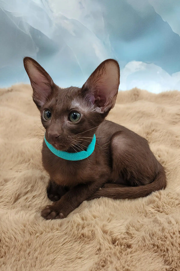Trinity | oriental shorthair kitten