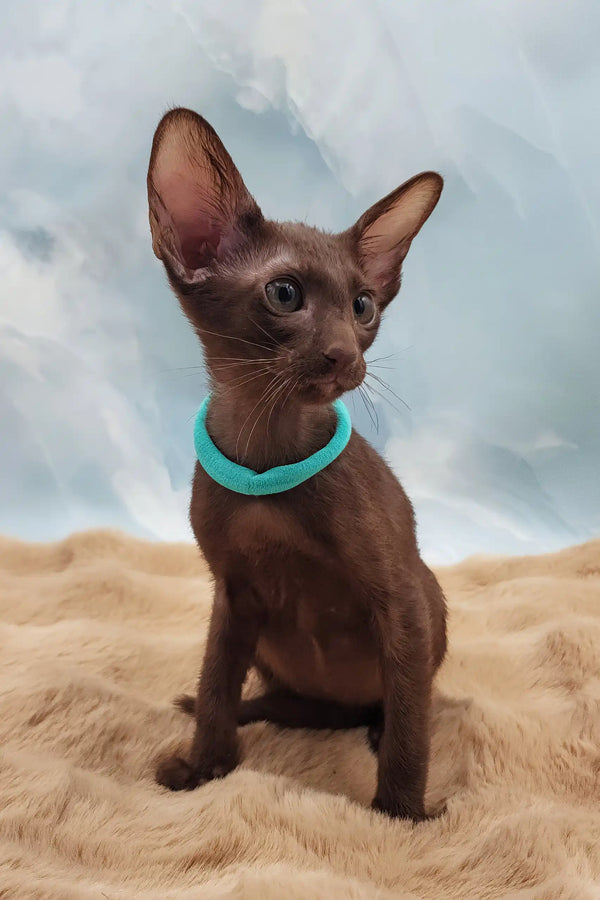 Trinity | oriental shorthair kitten
