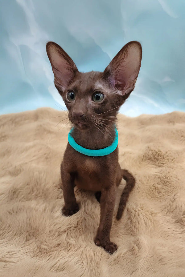 Trinity | oriental shorthair kitten