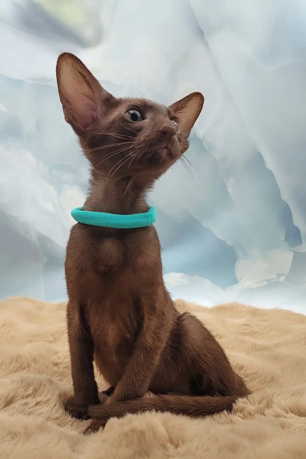 Trinity | oriental shorthair kitten