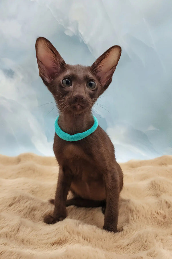 Trinity | oriental shorthair kitten
