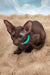 Trinity | oriental shorthair kitten