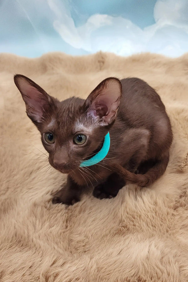 Trinity | oriental shorthair kitten