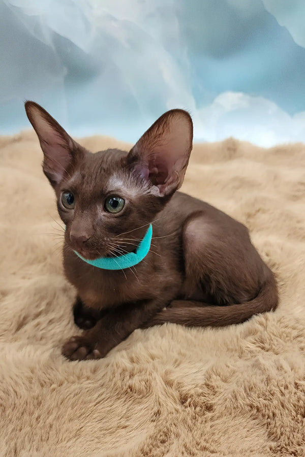 Trinity | oriental shorthair kitten
