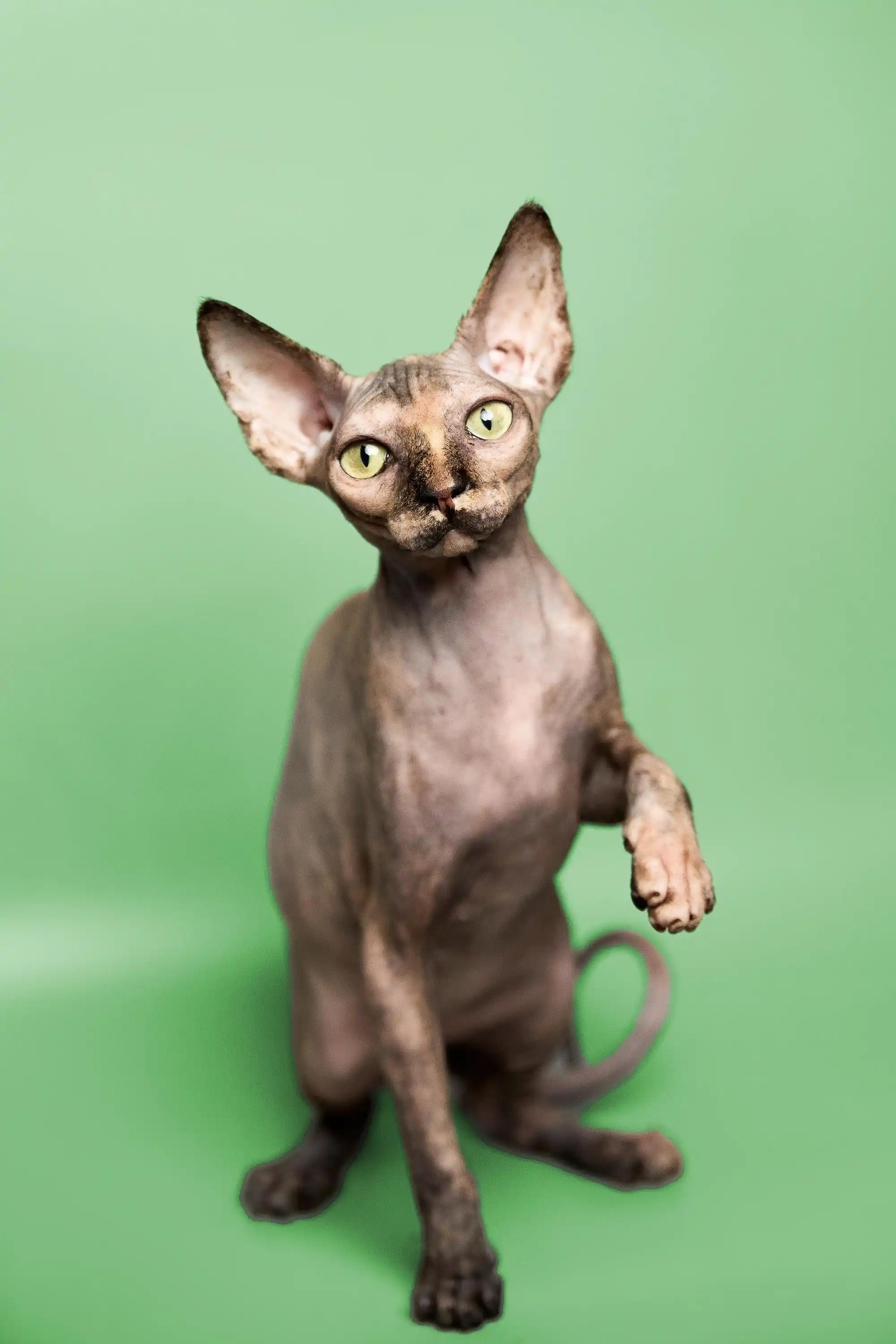 Sphynx Cats for Sale | Kittens For Trinity | Kitten