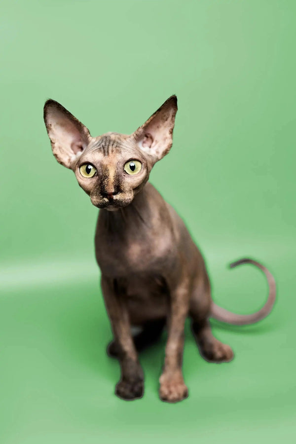 Hairless Sphynx Cats & Kittens for Sale Trinity | Kitten