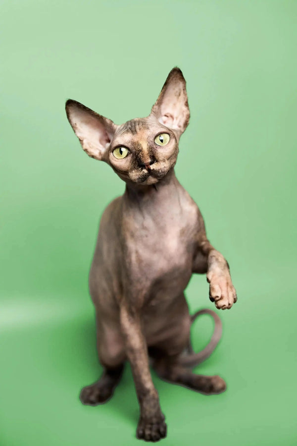 Hairless Sphynx Cats & Kittens for Sale Trinity | Kitten