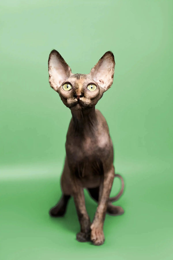 Hairless Sphynx Cats & Kittens for Sale Trinity | Kitten