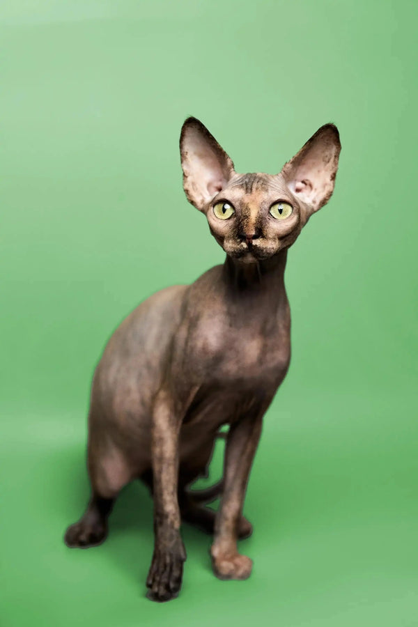 Adorable Hairless Sphynx Kitten with big ears and eyes, perfect for a playful companion