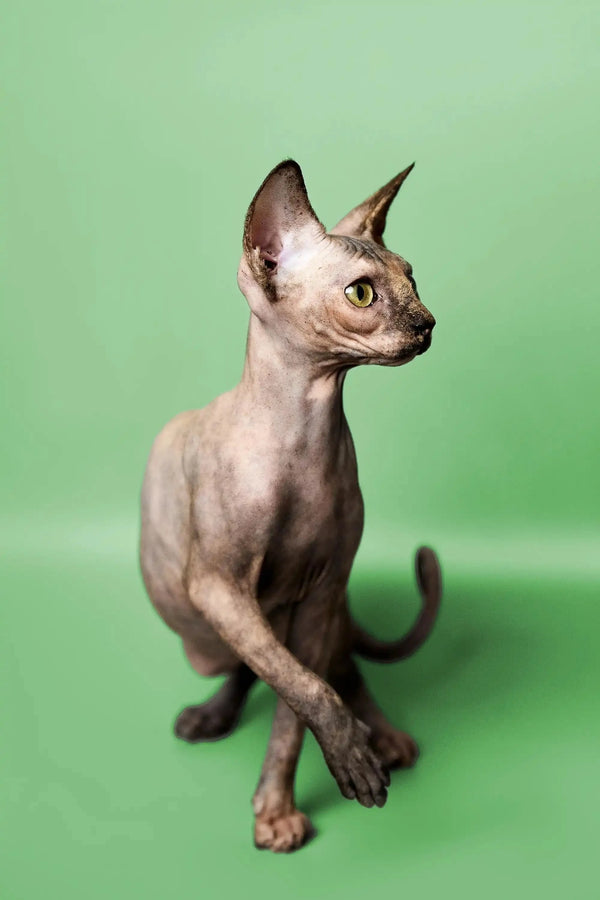Adorable Hairless Sphynx kitten with wrinkled skin and big ears, perfect for loving homes