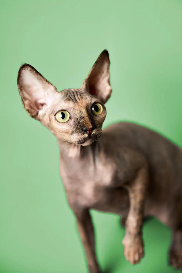 Hairless Sphynx kitten Trinity with big ears and bright eyes, ready for fun and play