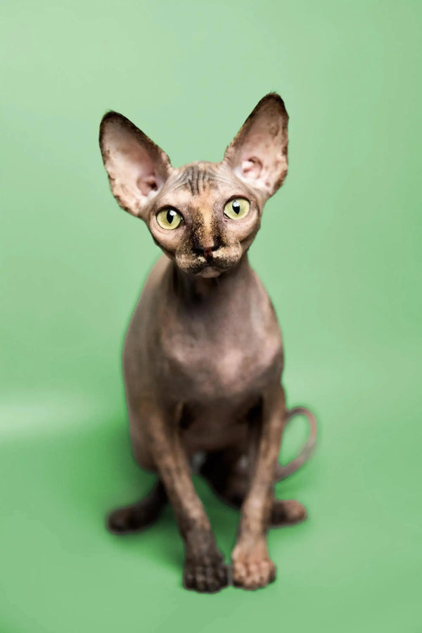 Sphynx kitten Trinity with big ears and striking eyes looking playful and cute