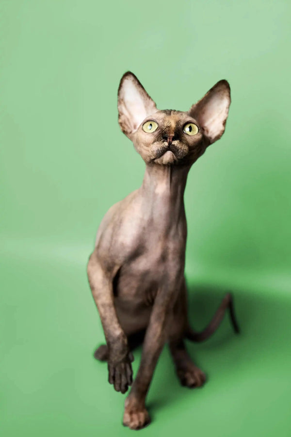 Adorable Sphynx kitten Trinity with large ears and bright eyes, sitting upright