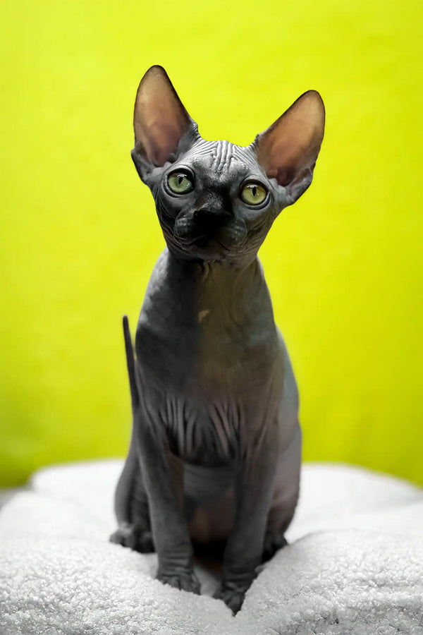 Tristan | canadian sphynx kitten
