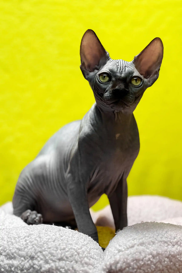 Tristan | canadian sphynx kitten