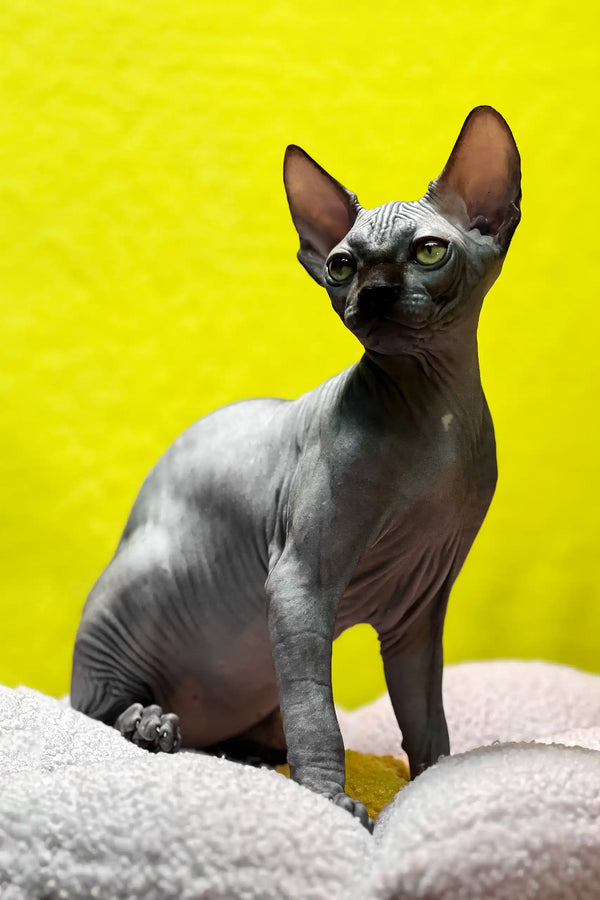 Tristan | canadian sphynx kitten