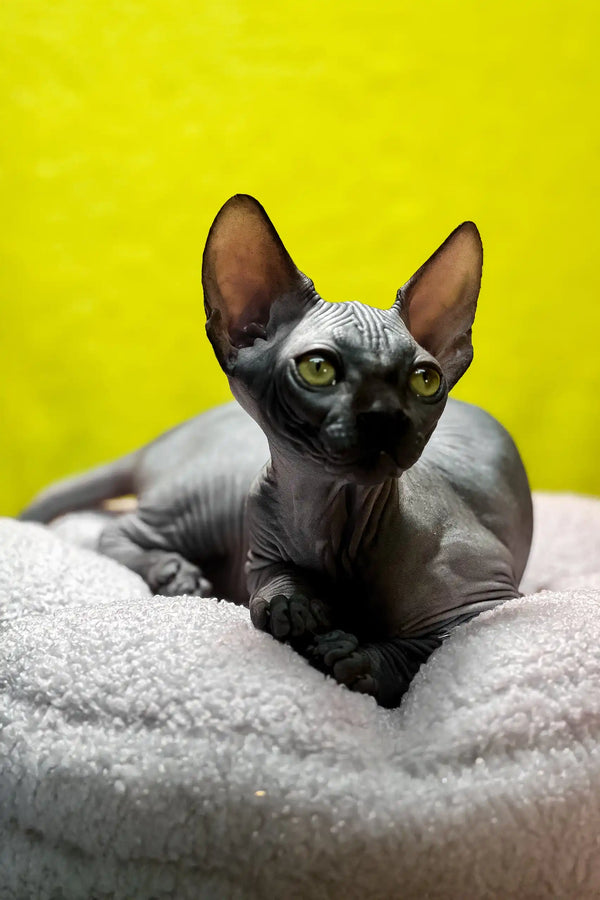 Tristan | canadian sphynx kitten