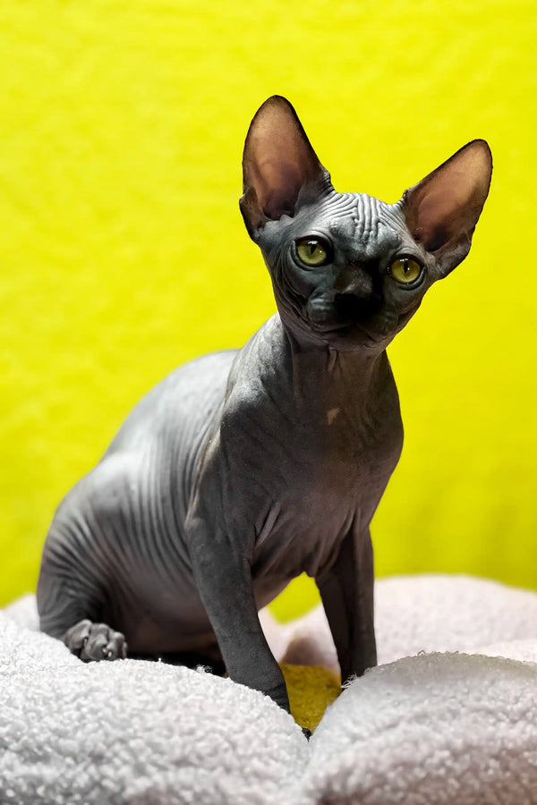 Tristan | canadian sphynx kitten