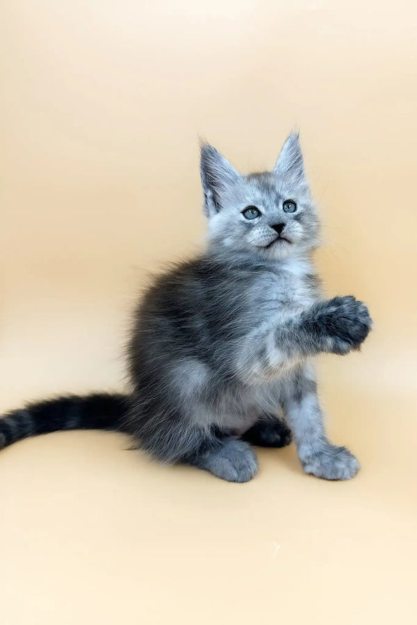 Tristan | maine coon kitten