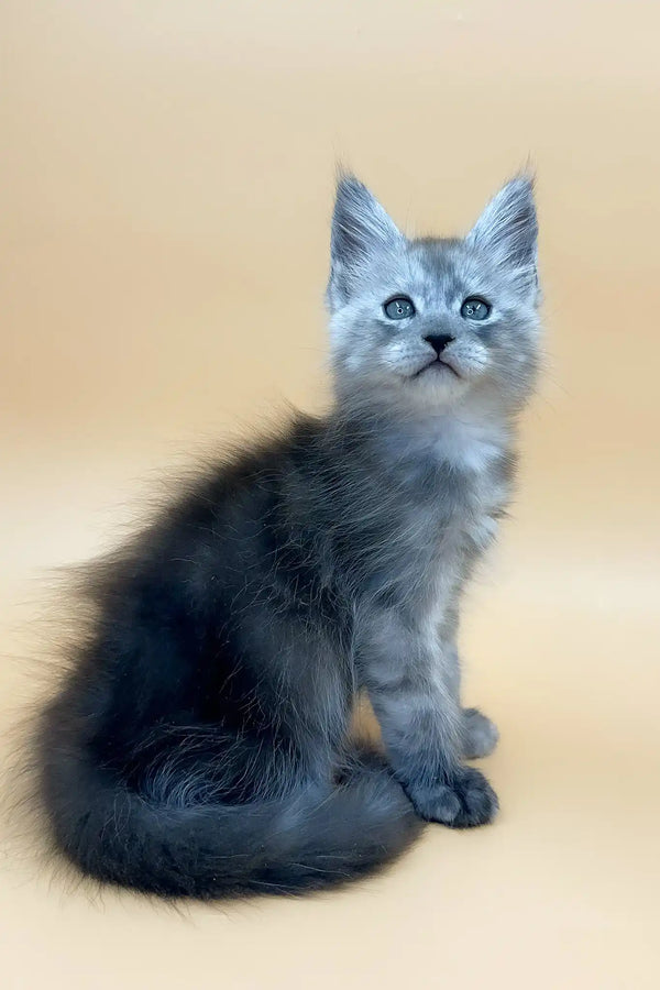 Tristan | maine coon kitten