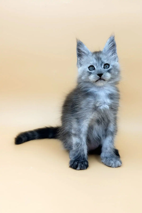 Tristan | maine coon kitten