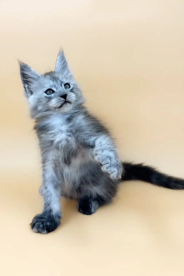 Tristan | maine coon kitten