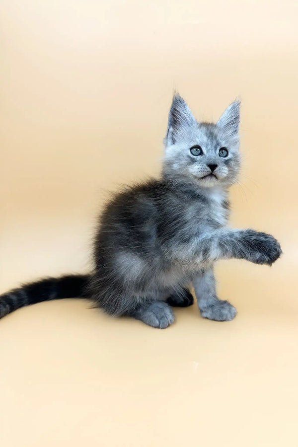 Tristan | maine coon kitten