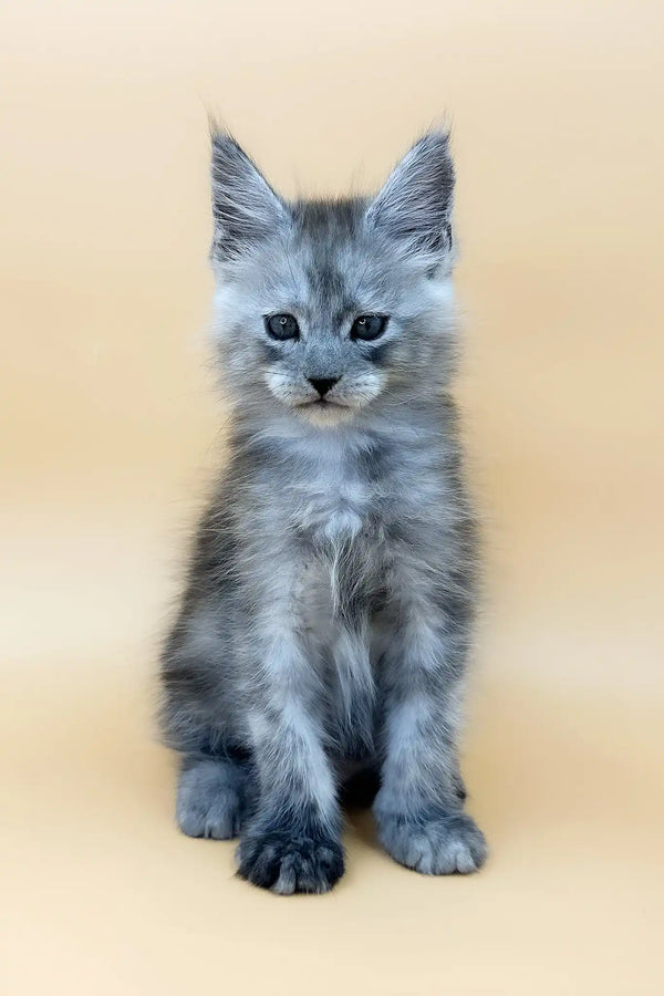 Tristan | maine coon kitten