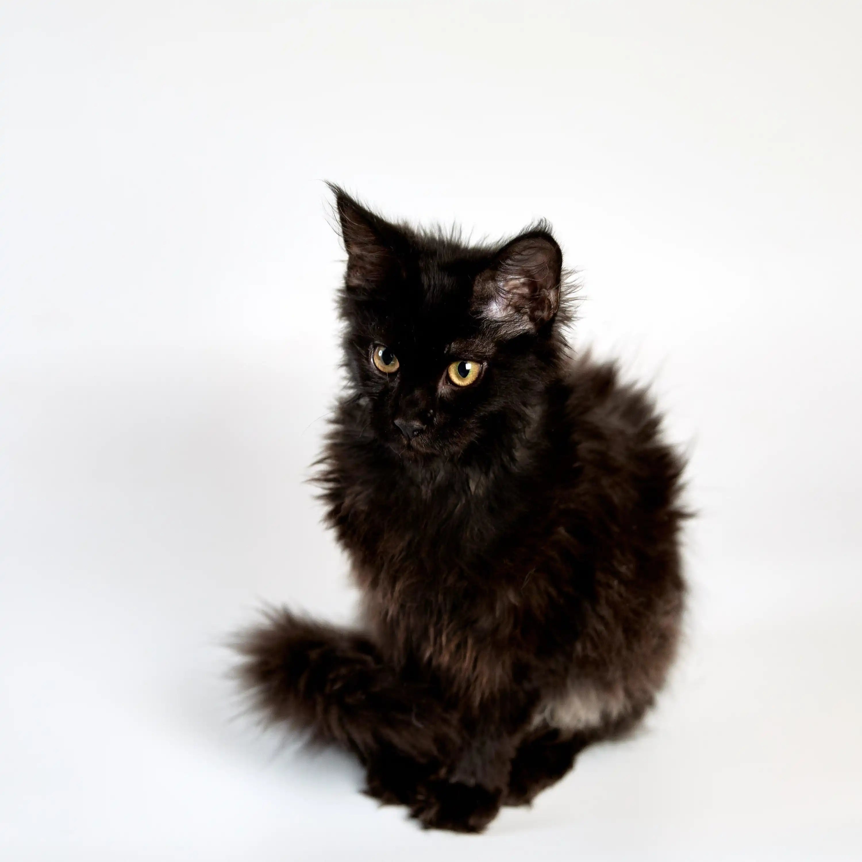 Maine Coon Kittens for Sale Tristan | Kitten