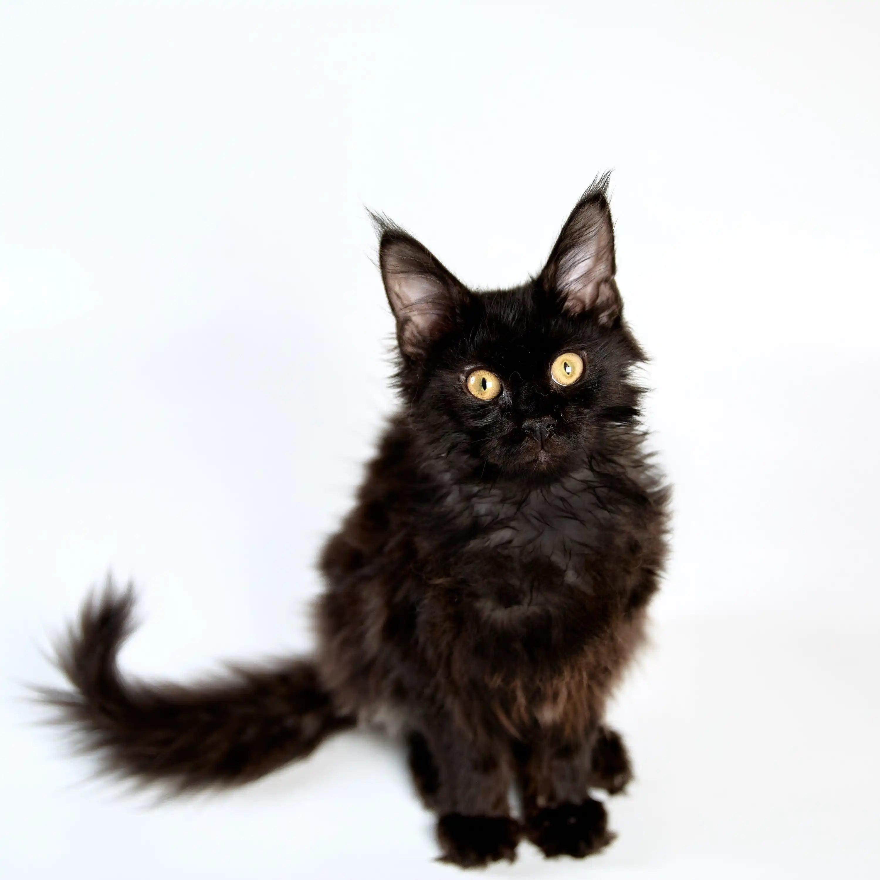 Maine Coon Kittens for Sale Tristan | Kitten
