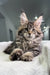 Adorable Maine Coon kitten lounging on white surface, showcasing fluffy gray and brown fur