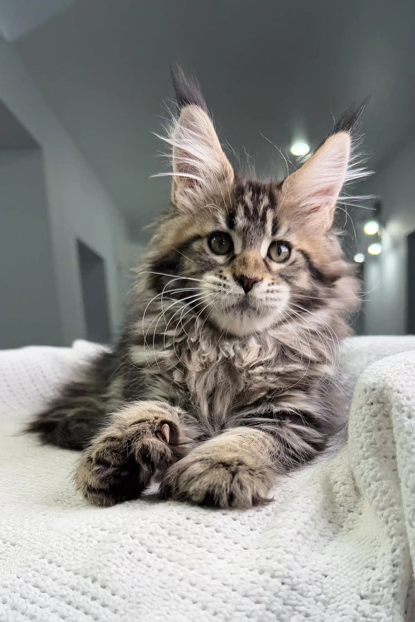 Adorable Maine Coon kitten lounging on white surface, showcasing fluffy gray and brown fur