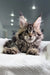 Fluffy gray and brown Maine Coon cat with alert eyes, featuring polydactyl paws