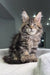 Fluffy Maine Coon kitten with tabby markings and cute ear tufts for Triumpha