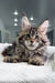 Fluffy Maine Coon kitten with gray and brown tabby fur and alert eyes for Triumpha