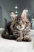 Fluffy Maine Coon Kitten with green eyes and silver-brown coat in Triumpha product