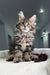 Fluffy silver tabby Maine Coon kitten with alert ears for Triumpha product